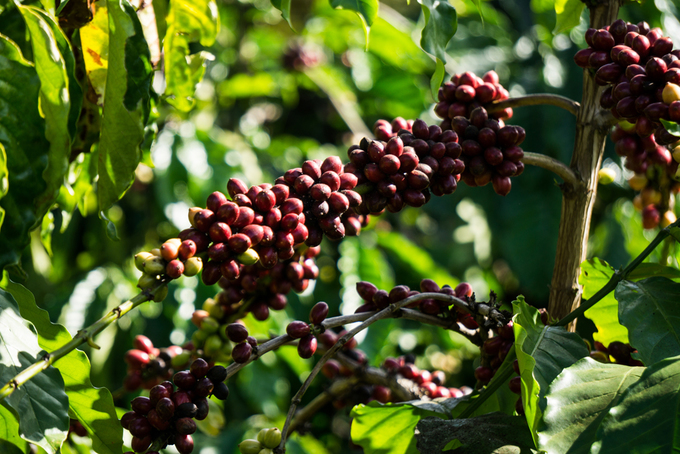 Để thu hoạch được cà phê, người dân sẽ trải một tấm bạt lớn dưới các thân cây rồi tuốt quả cho rơi xuống. Cứ thế, tấm bạt được kéo từ gốc cây này tới gốc cây khác